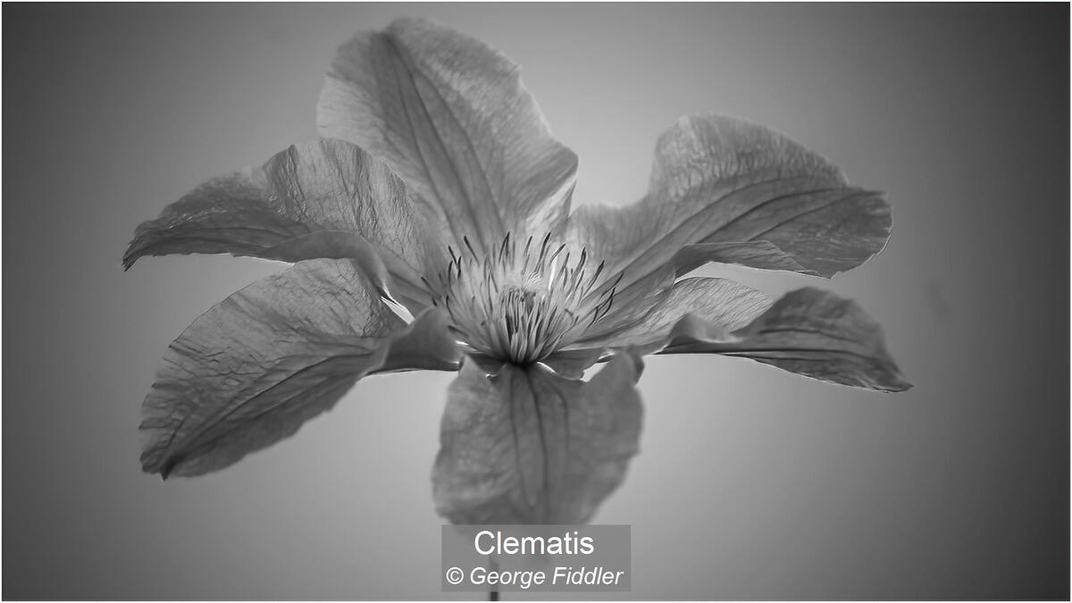 10_Clematis_George Fiddler